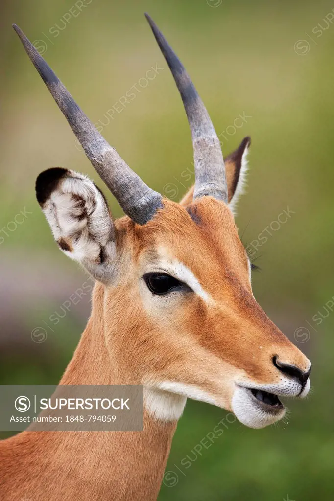 Impala (Aepyceros melampus), portrait