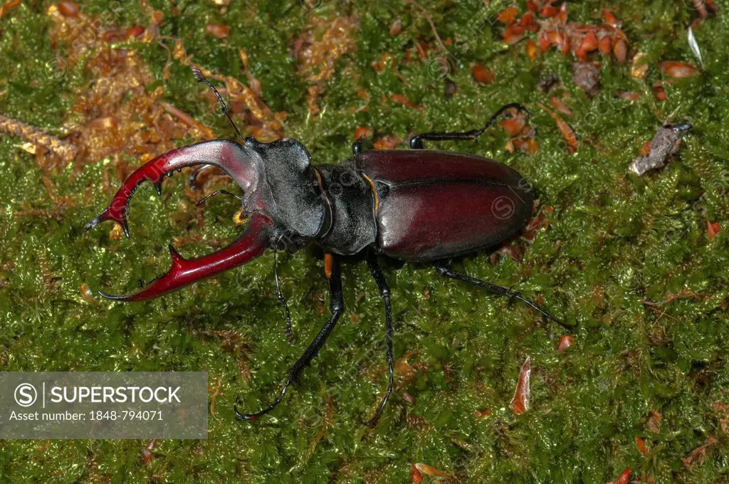 Stag Beetle (Lucanus cervus)