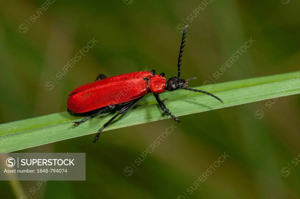 Cardinal Beetle (Pyrochroa coccinea)