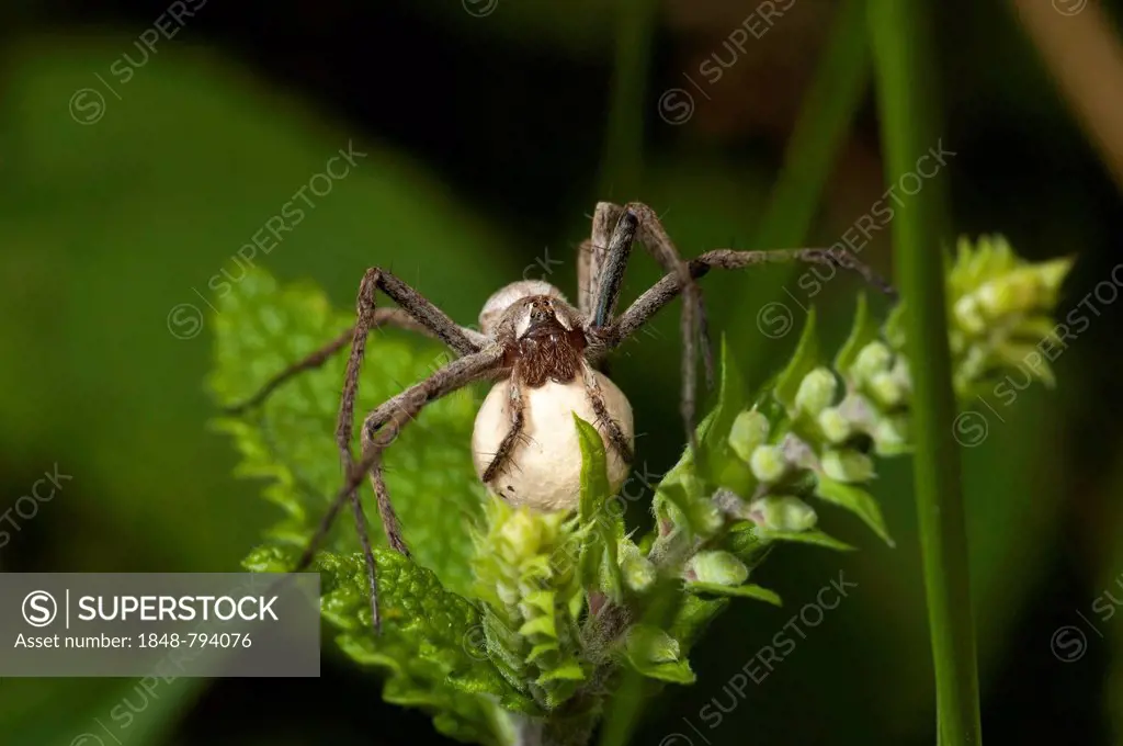 Nursery web spider species (Pisaura mirabilis) with her egg sac