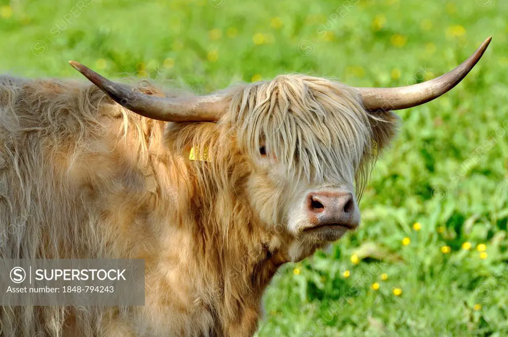 Scottish Highland Cattle or Kyloe (Bos primigenius f. taurus) in a meadow