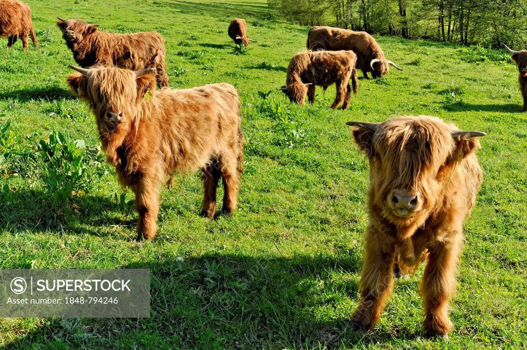 Scottish Highland Cattle or Kyloe (Bos primigenius f. taurus), calves in a meadow