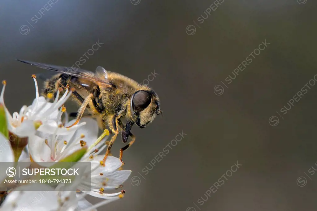 Hoverfly (Eristalis tenax), feeding on Blackthorn (Prunus spinosa)