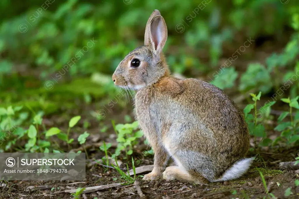 European Rabbit (Oryctolagus cuniculus), sitting
