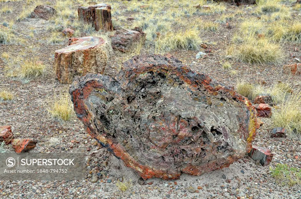 Petrified tree trunks, cross-section of a trunk, Giant Logs