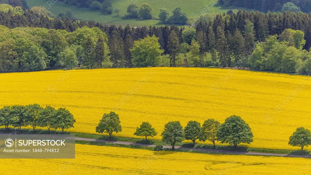 Aerial view, rape fields on a country road