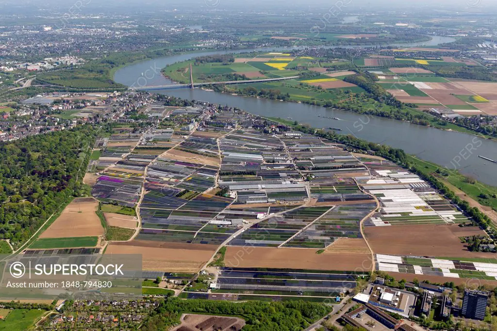Aerial view, flower fields at the Rheinbogen, bend in the Rhine