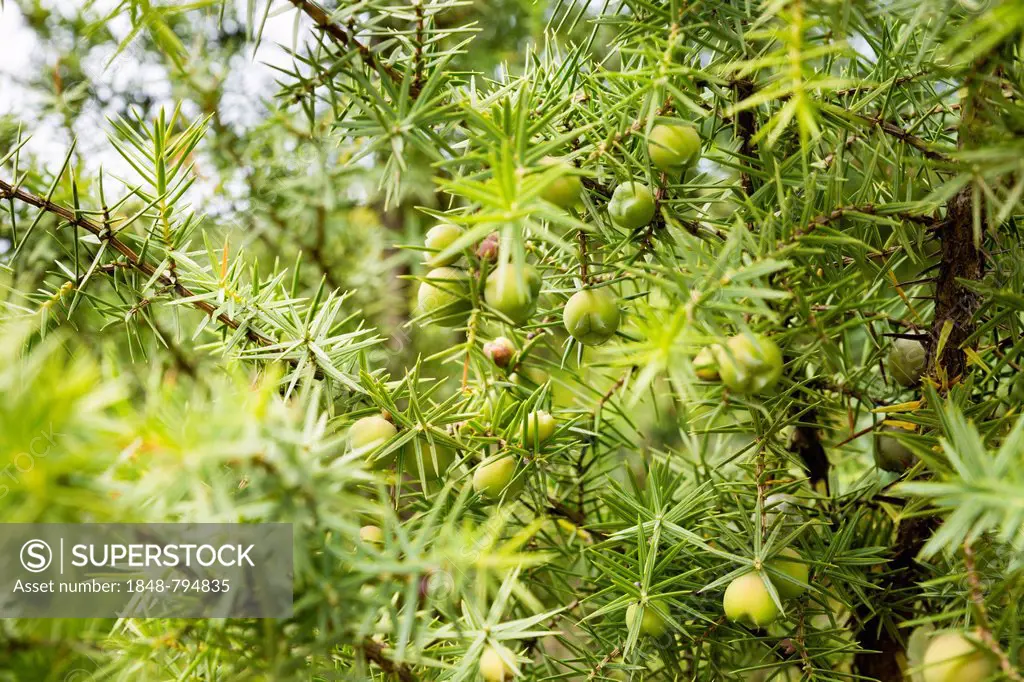 Common Juniper (Juniperus communis) with green berries