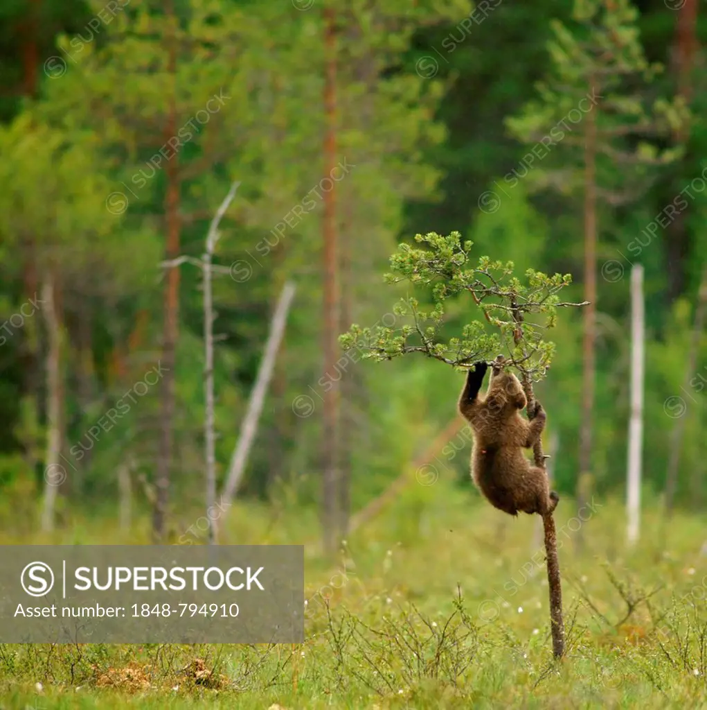 Brown Bear (Ursus arctos), cub climbing a tree