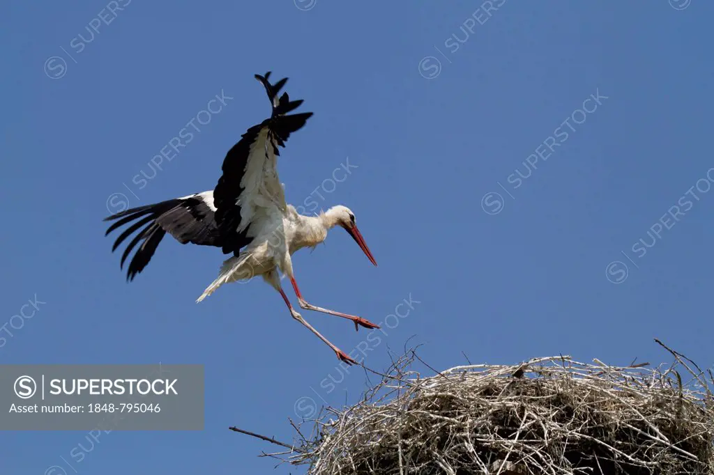 White Stork (Ciconia ciconia) approaching a nest