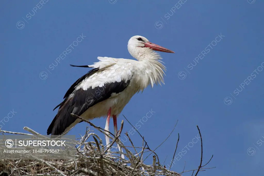 White Stork (Ciconia ciconia) standing on a nest