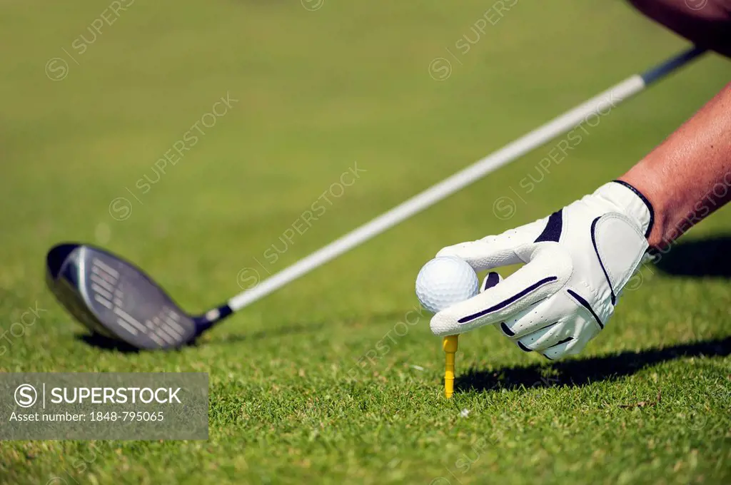 Hand with a glove putting a golf ball on a tee, Golfclub Schloss Myllendonk