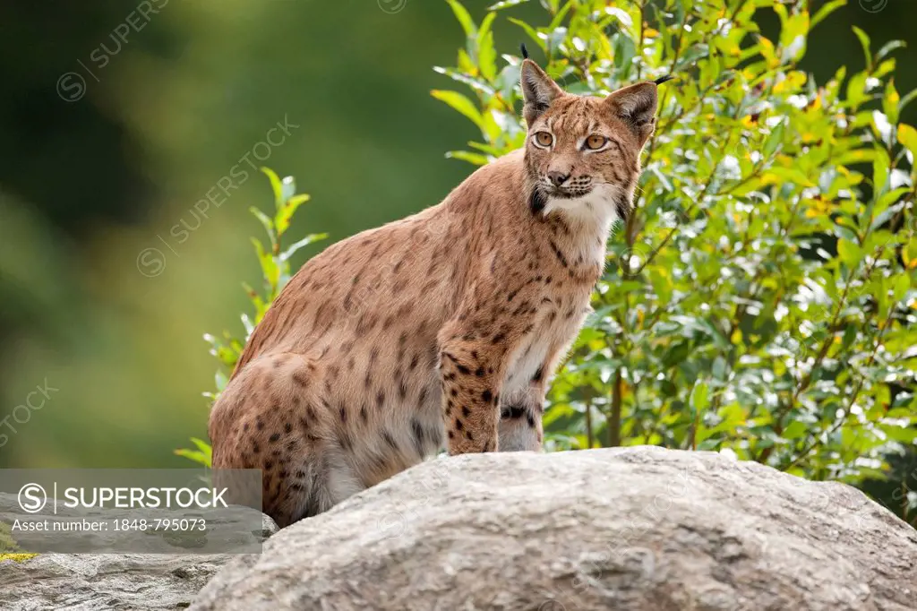 Eurasian Lynx (Lynx lynx) sitting on a rock, captive