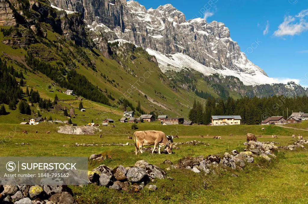 Cattle grazing on Urnberboden Alp, summer pasture, at the foot of the Glarus Alps