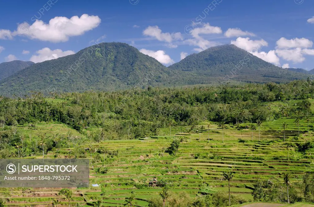 Rice terrace landscape