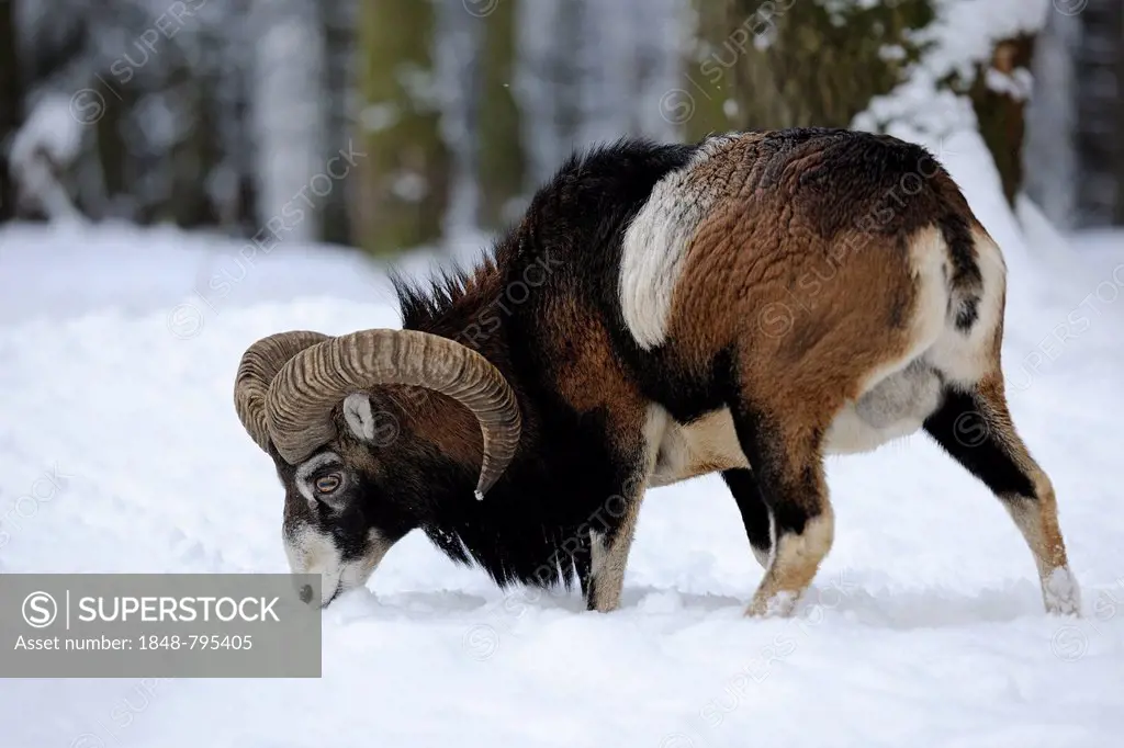 European Mouflon (Ovis ammon Musimon), ram standing in the snow, captive