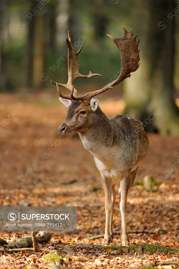 Fallow Deer (Dama dama), buck, standing in the forest, captive