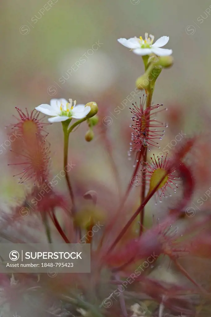 Oblong-leaved Sundew or Spoonleaf Sundew (Drosera intermedia), flowering