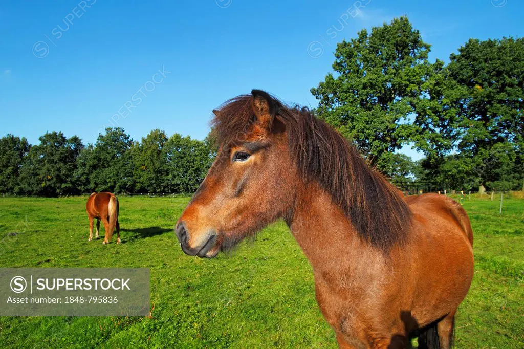 Icelandic Horses in a paddock, Germany, Europe