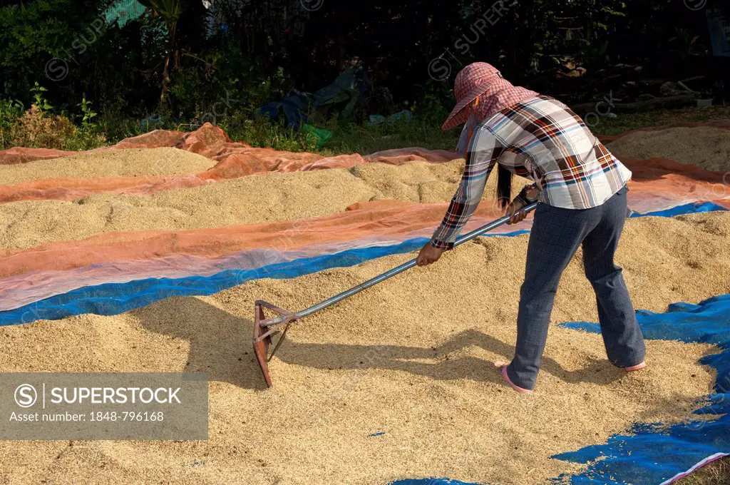 Farmer spreading rice to dry on a plastic tarp on the ground, Battambang, Cambodia, Southeast Asia, Asia