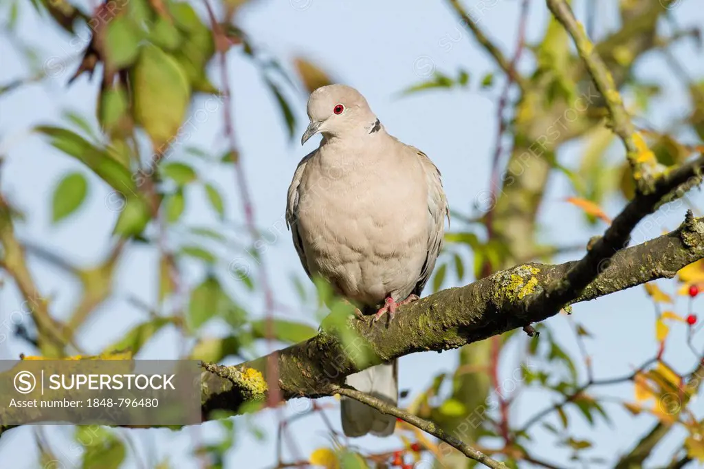 Collared Dove (Streptopelia decaocto), Limburg an der Lahn, Hesse, Germany, Europe