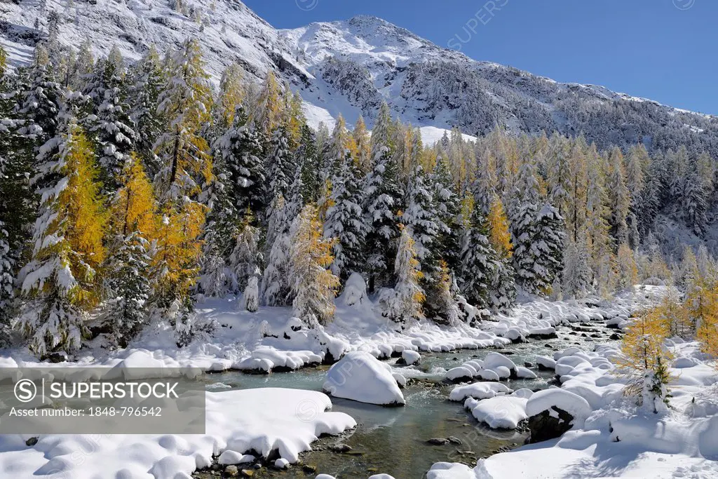 Larch trees (Larix) in autumn colors, snowy Roseg valley, Pontresina, canton of Grisons, Engadin, Switzerland, Europe