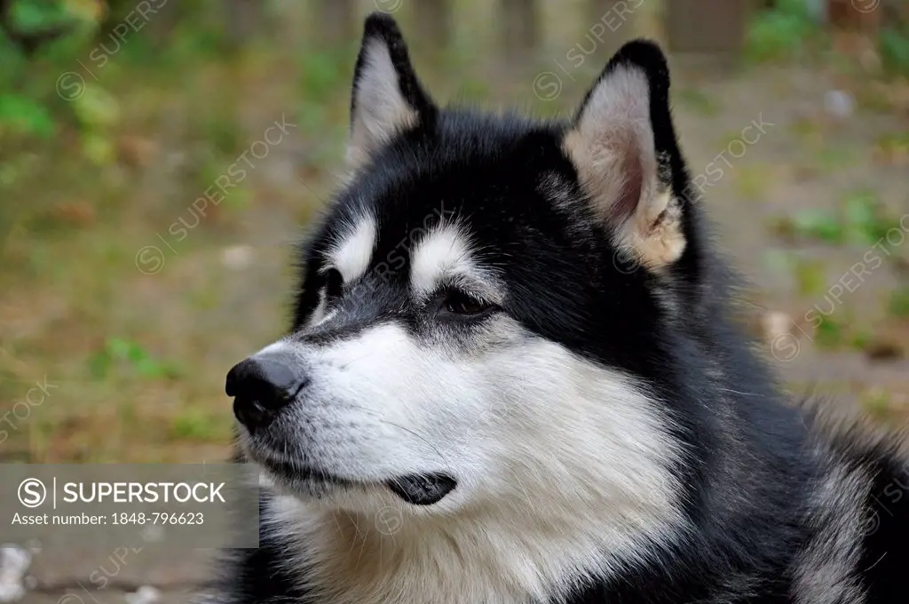 Husky, sledge dog, portrait, Bamberg, Upper Franconia, Bavaria, Germany, Europe