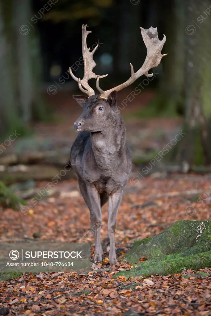 Fallow Deer (Dama dama), Daun, Eifel, Rhineland-Palatinate, Germany, Europe