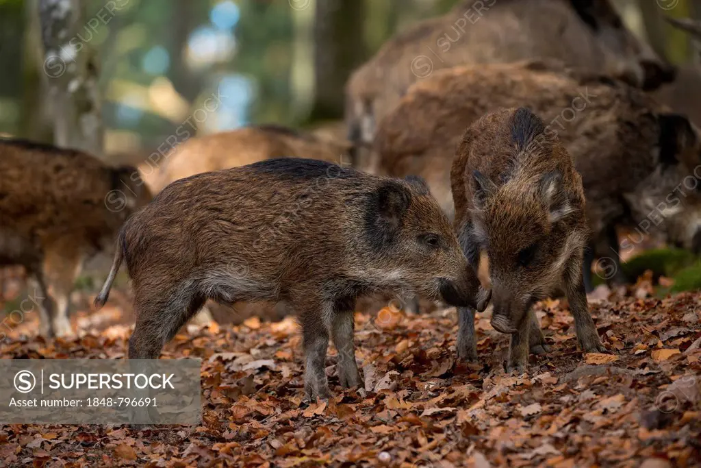 Wild boars (Sus scrofa), Daun, Eifel, Rhineland-Palatinate, Germany, Europe