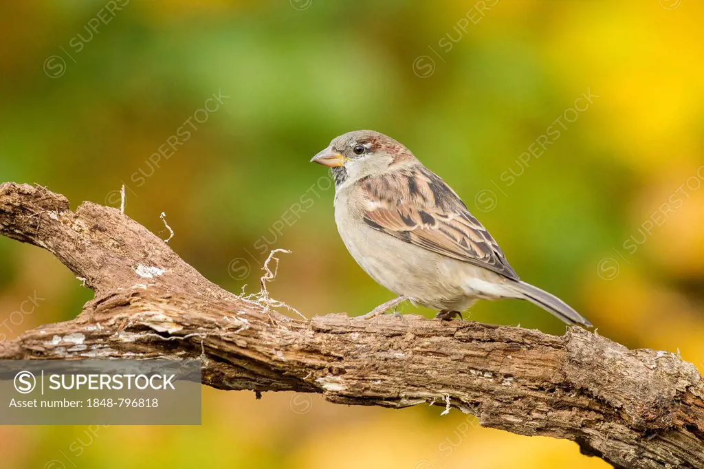 House Sparrow (Passer domesticus), Limburg an der Lahn, Hesse, Germany, Europe