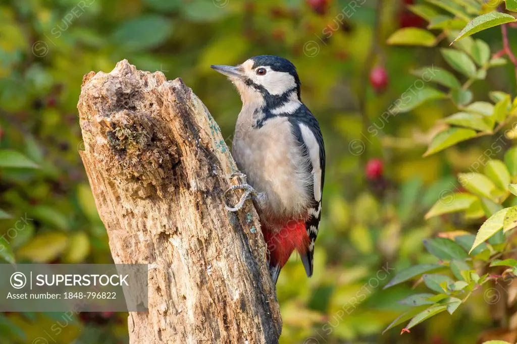 Great Spotted Woodpecker (Dendrocopos major), Limburg an der Lahn, Hesse, Germany, Europe