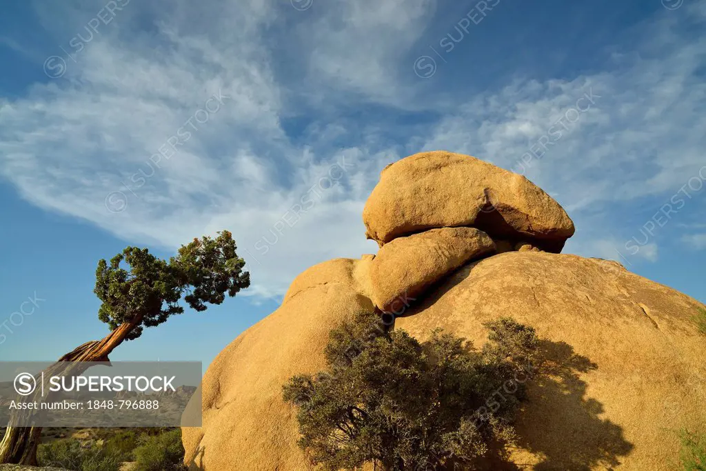 The Rabbit, a monzogranite rock formation, Utah Juniper (Juniperus osteosperma), Jumbo Rocks, Joshua Tree National Park, Mojave Desert, California, So...
