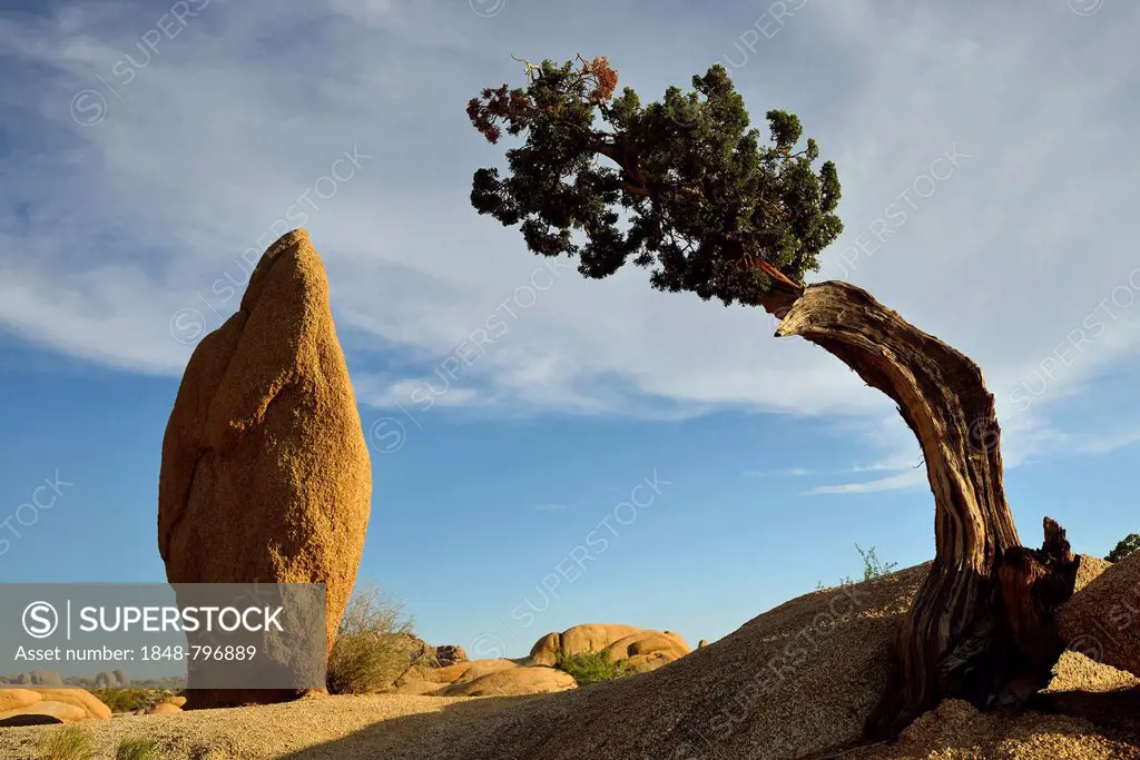 Druid Rock, a monzogranite rock formation, Utah Juniper (Juniperus osteosperma), Jumbo Rocks, Joshua Tree National Park, Mojave Desert, California, So...