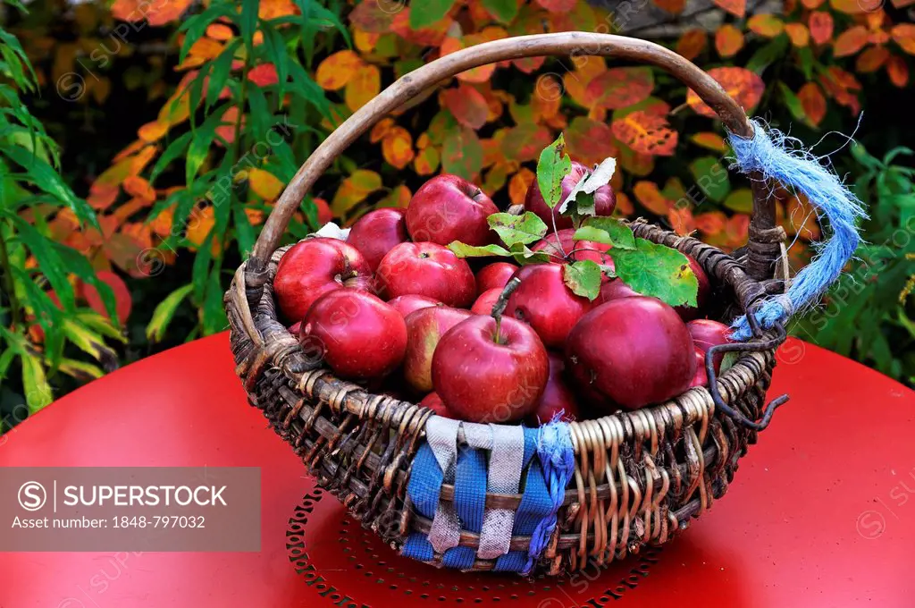 Freshly picked red Apples (Malus domestica) in a woven basket with a hook on a red garden table in front of autumn foliage, Eckental, Middle Franconia...