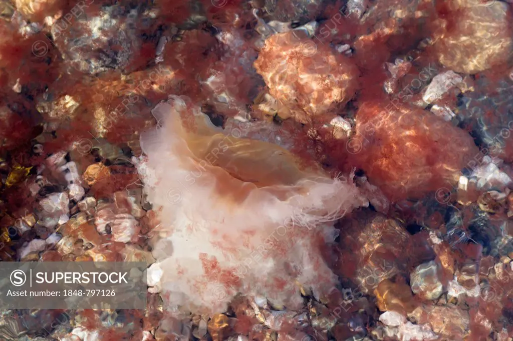 Lion's Mane Jellyfish (Cyanea capillata), Brodten, Schleswig-Holstein, Germany, Europe