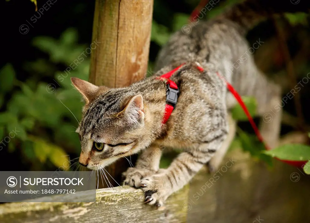 Brown tabby cat, 4 months, wearing a leash, balancing on a wooden fence