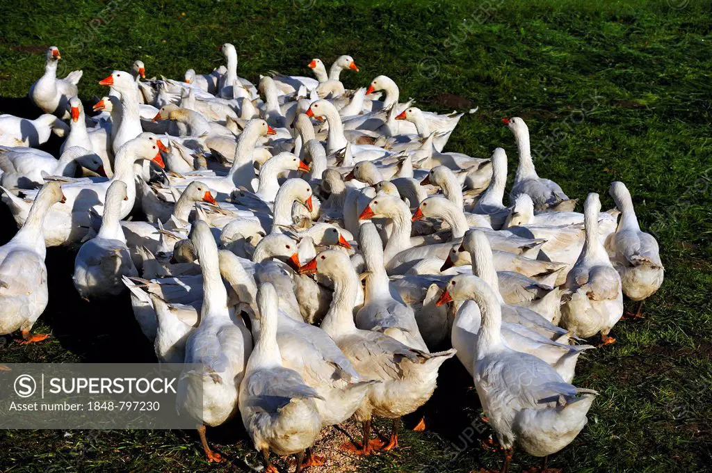 Geese, domesticated form of the gray goose (Anser anser) in a meadow in the morning light, Othenstorf, Mecklenburg-Western Pomerania, Germany, Europe