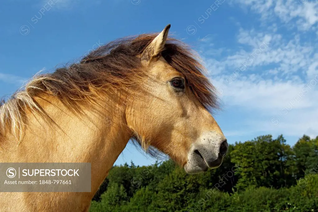 Icelandic horse (Equus przewalskii f caballus) gelding, portrait