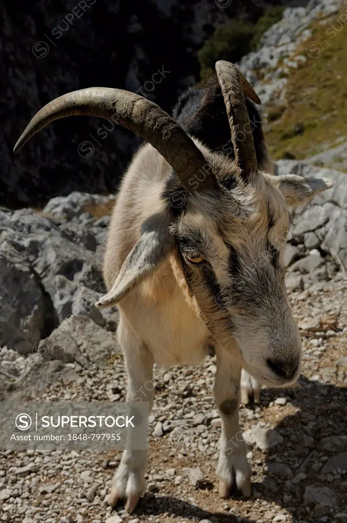Goat (Capra) in Rio Cares Gorge, limestone massif of the Picos de Europa, Picos de Europa National Park, Cantabrian Mountains, Cantabria, Northern Spa...