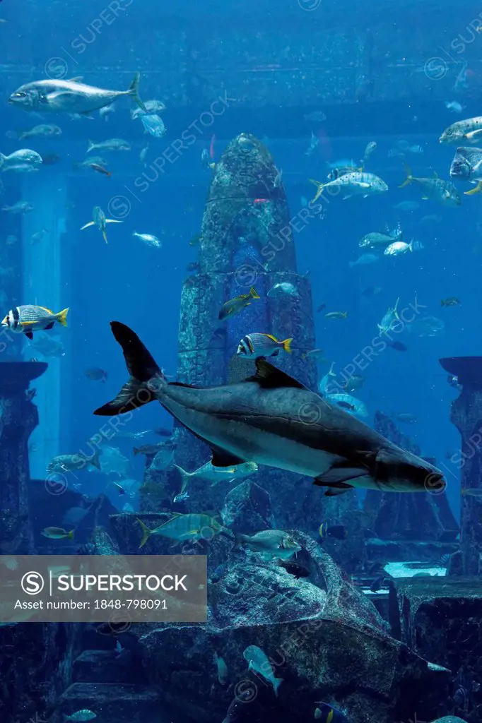 Aquarium in The Lost Chambers, a theme park based on the legend of Atlantis, Atlantis Hotel, The Palm Jumeirah, Dubai, United Arab Emirates, Middle Ea...