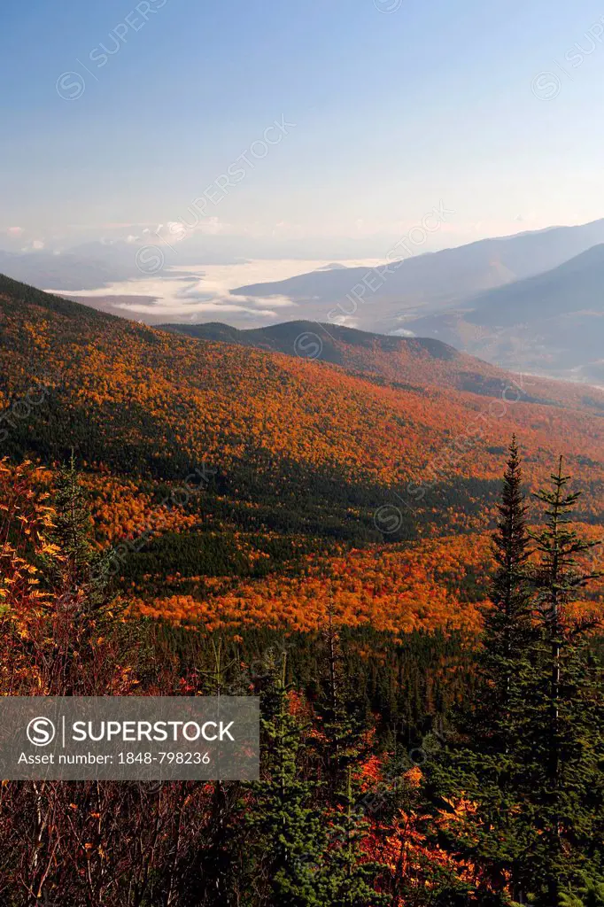 View over an autumn forest with fog, Mount Washington, New Hampshire, USA