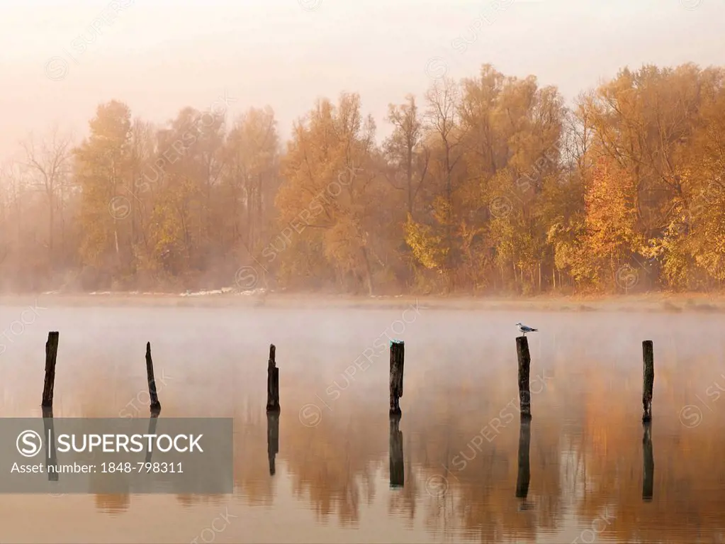 Piles in Kuhsee lake with fog, Augsburg, Swabia, Bavaria, Germany, Europe