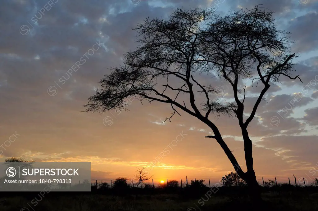 Acacia or Thorntree (Acacia), sunrise