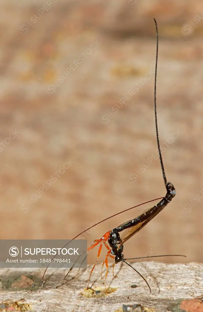 Wood wasp (Ephialtes manifestator) in the oviposition
