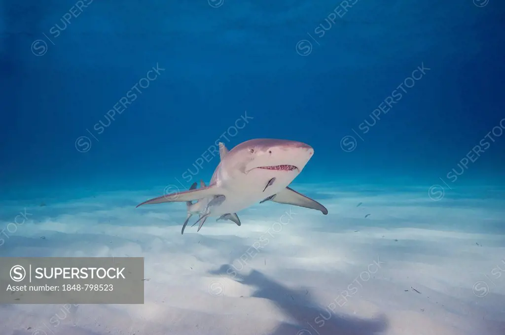 Atlantic Lemon Shark (Negaprion brevirostris) with a Remora (Echeneidae)
