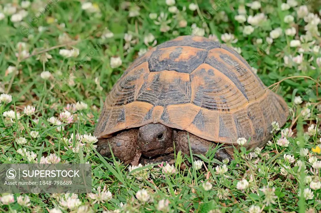 Eastern Hermann's Tortoise (Testudo hermanni boettgeri)