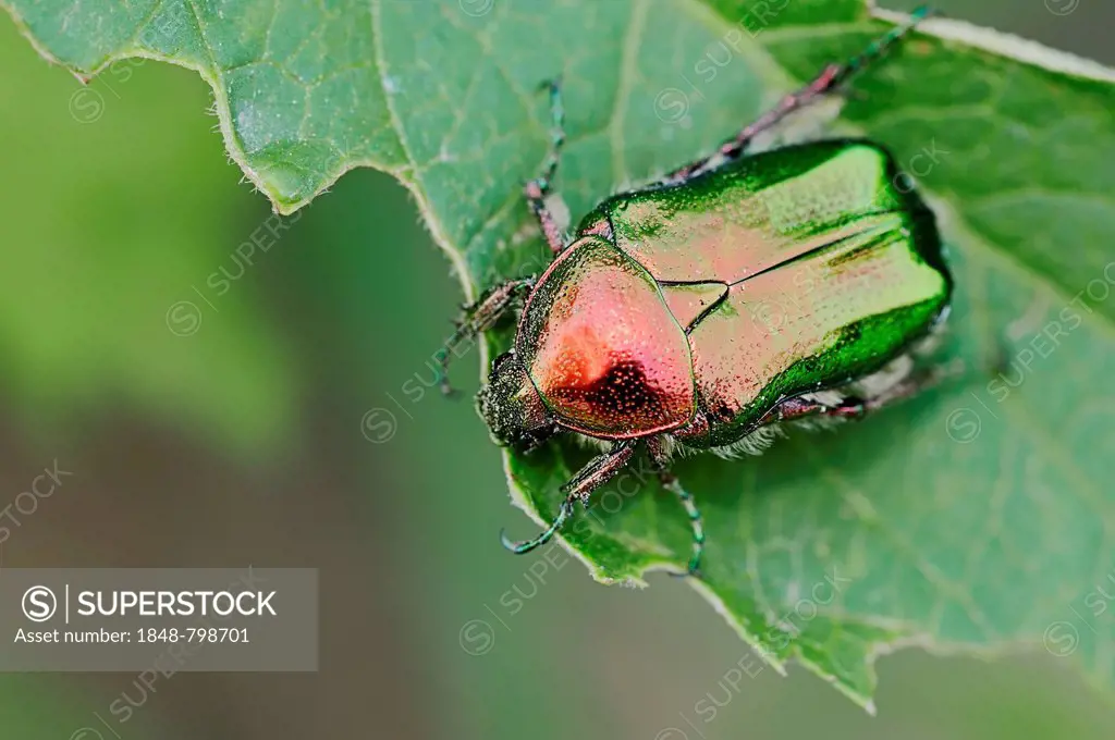 Rose chafer (Cetonia aurata)
