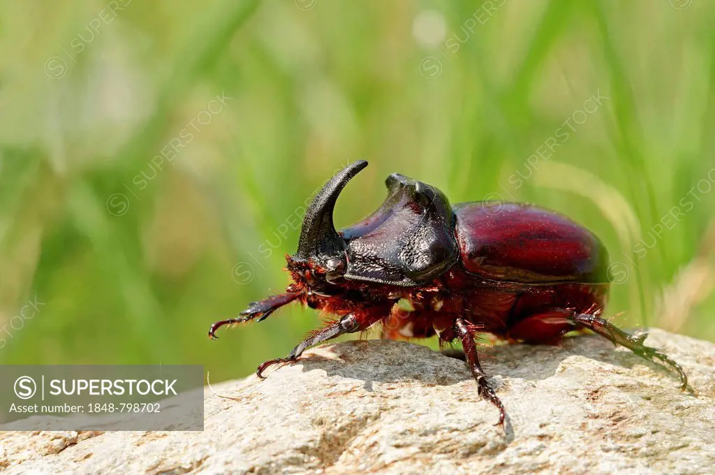 European Rhinoceros Beetle (Oryctes nasicornis), male