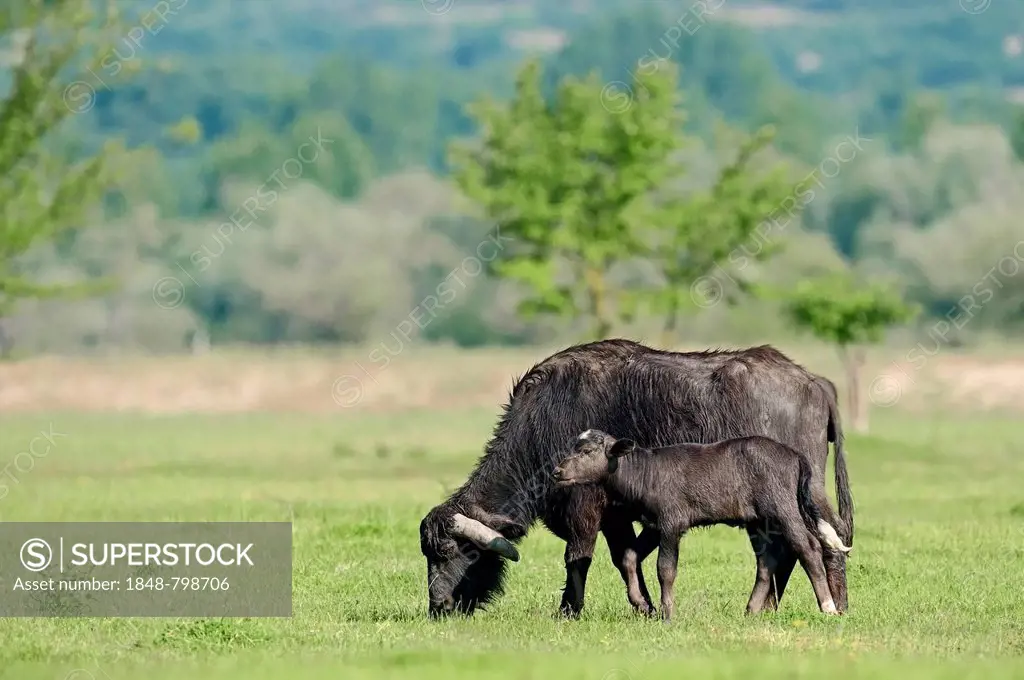 Domestic Buffalo, Asian Water Buffalo (Bos arnee, Bubalus arnee), cow with calf on a meadow