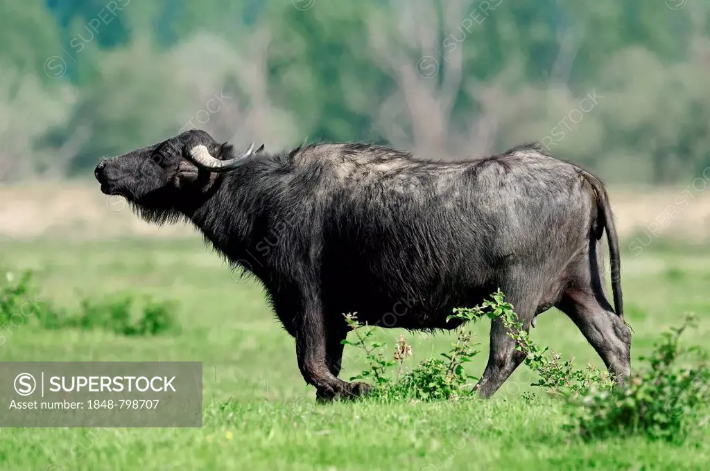 Domestic Buffalo, Asian Water Buffalo (Bos arnee, Bubalus arnee), bull
